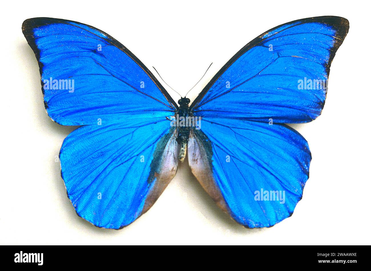 Anaxibia morpho (Morpho anaxibia) ist ein in Brasilien endemischer Schmetterling. Erwachsene, dorsale Seite. Stockfoto