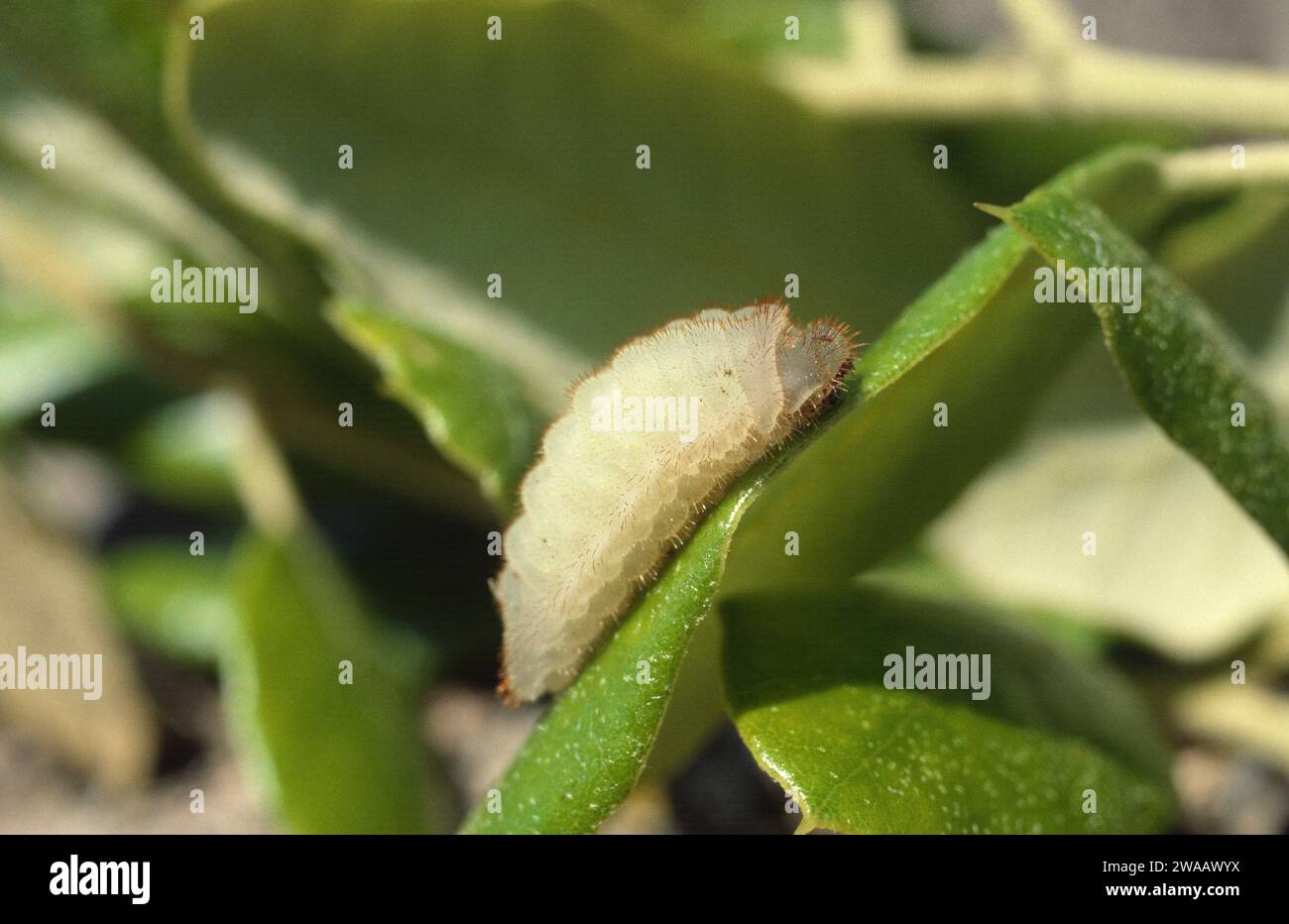 Nordmannia ilicis oder Satyrium ilicis ist ein kleiner Schmetterling aus Westeuropa. Raupe auf einer Futteranlage (Quercus sp.). Stockfoto