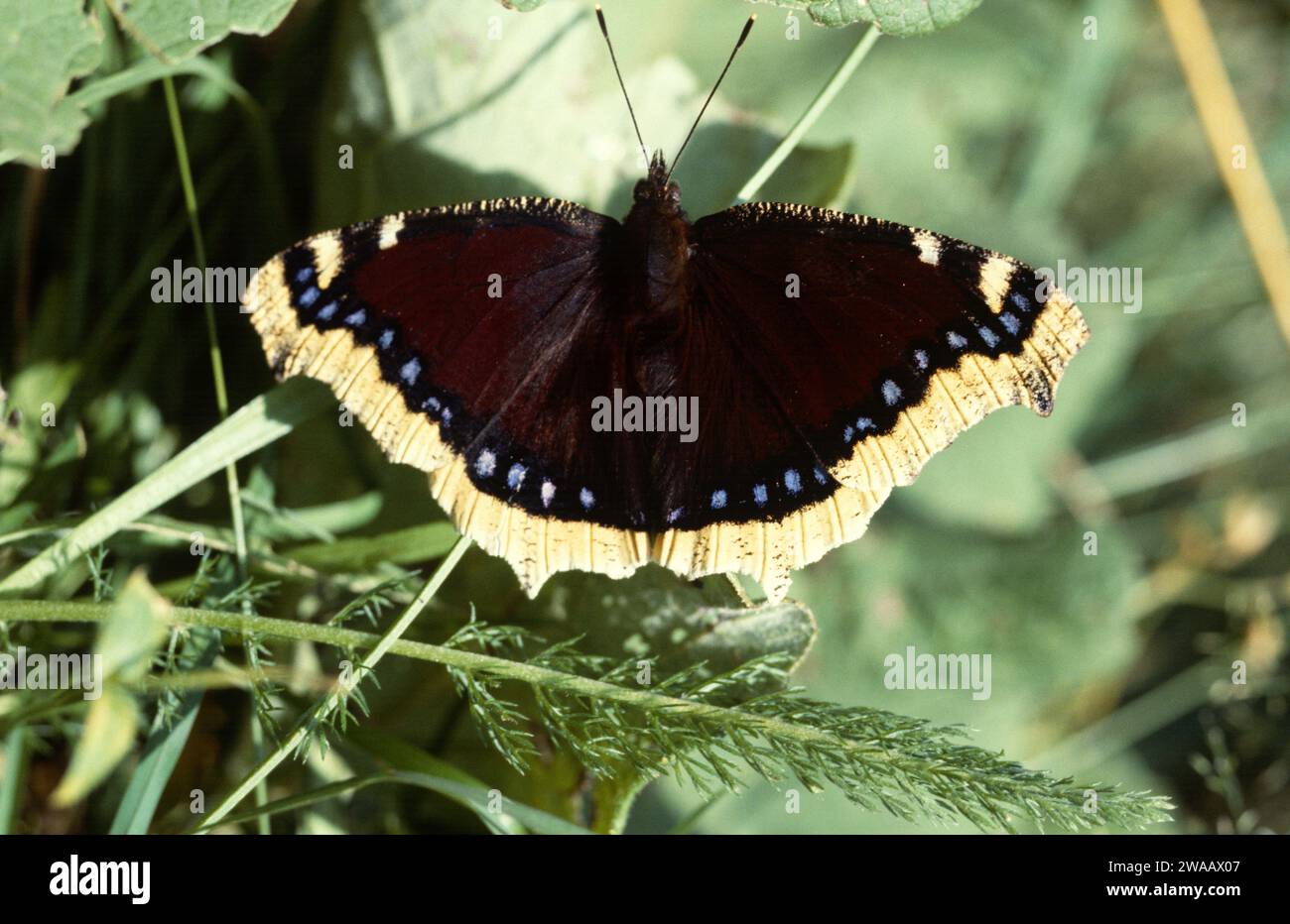 Camberwell Beauty oder Trauermantel (Nymphalis antiopa) ist ein Schmetterling aus Eurasien und Nordamerika. Erwachsene, dorsale Seite. Stockfoto