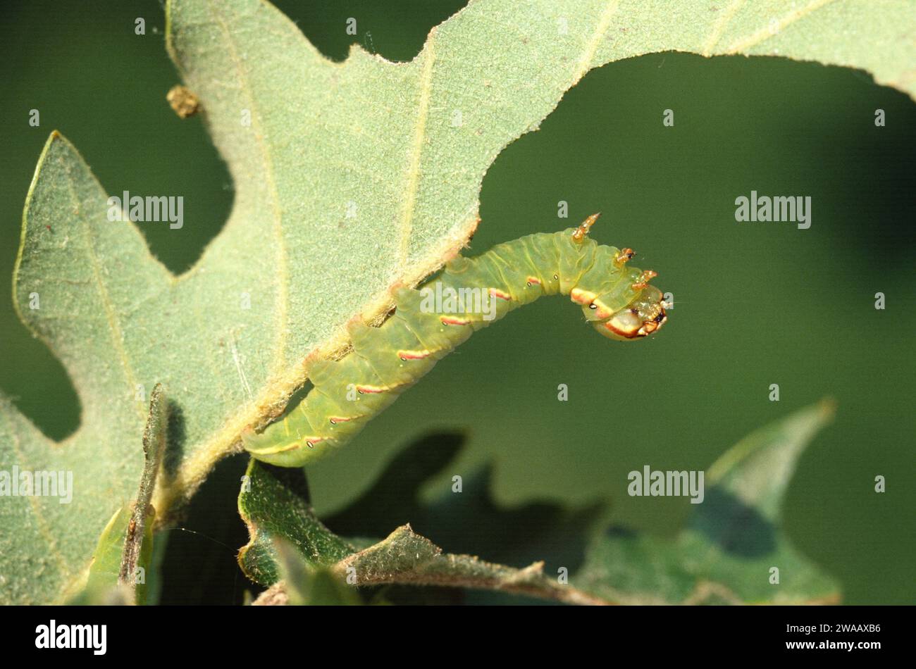 Polyphemus Moth (Antheraea polyphemus) ist eine in Nordamerika heimische Motte. Raupe auf Fütterungsanlage (Quercus sp.). Stockfoto
