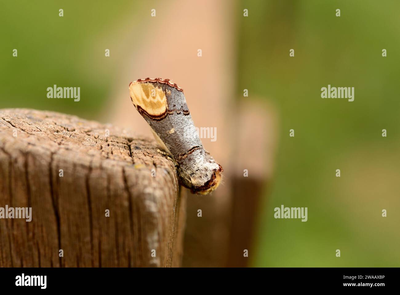 Buff-Spitze (Phalera bucephala) ist eine Motte, die in Europa und einem Teil Asiens beheimatet ist. Stockfoto
