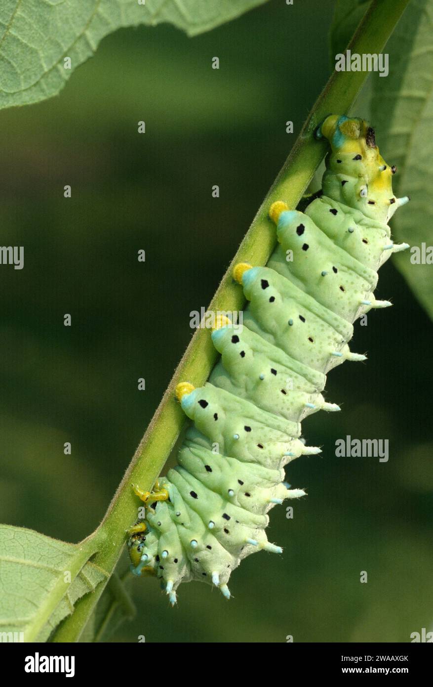 Ailanthus silkmoth (Samia cynthia) stammt aus China und Korea. Caterpillar auf einer Futterpflanze (Ailanthus altissima). Stockfoto