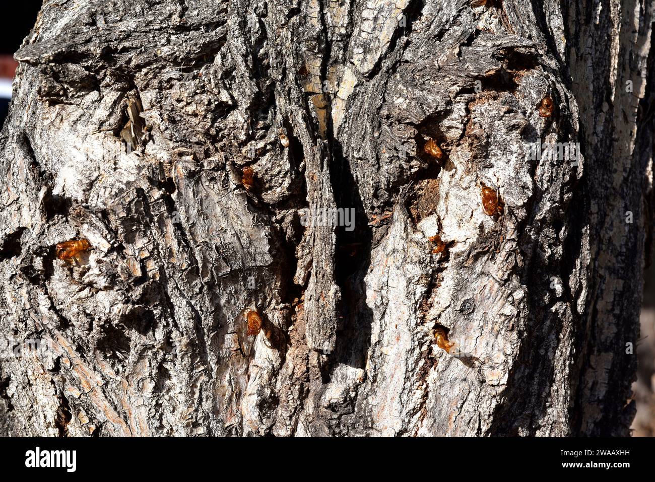 Hornet Motte (Sesia apiformis) ist eine nachahmende Motte, die in Europa und im Nahen Osten beheimatet ist. Chrysalis, die auf einem Pappelbaumstamm auftaucht. Stockfoto