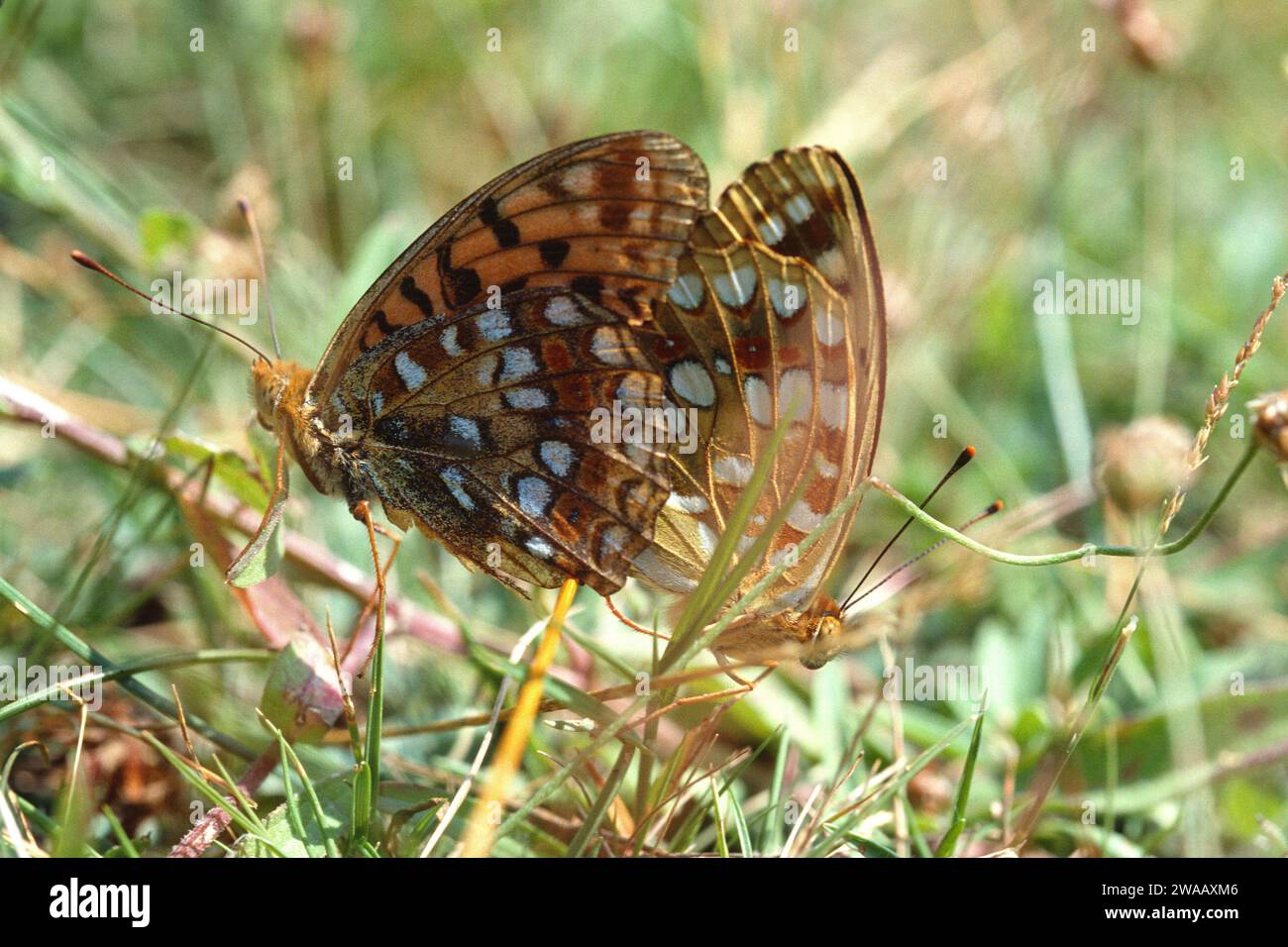 Dunkelgrüner Fritillary (Speyeria aglaja oder Argynnis aglaja) ist ein Schmetterling, der in Eurasien und Nordafrika beheimatet ist. Stockfoto