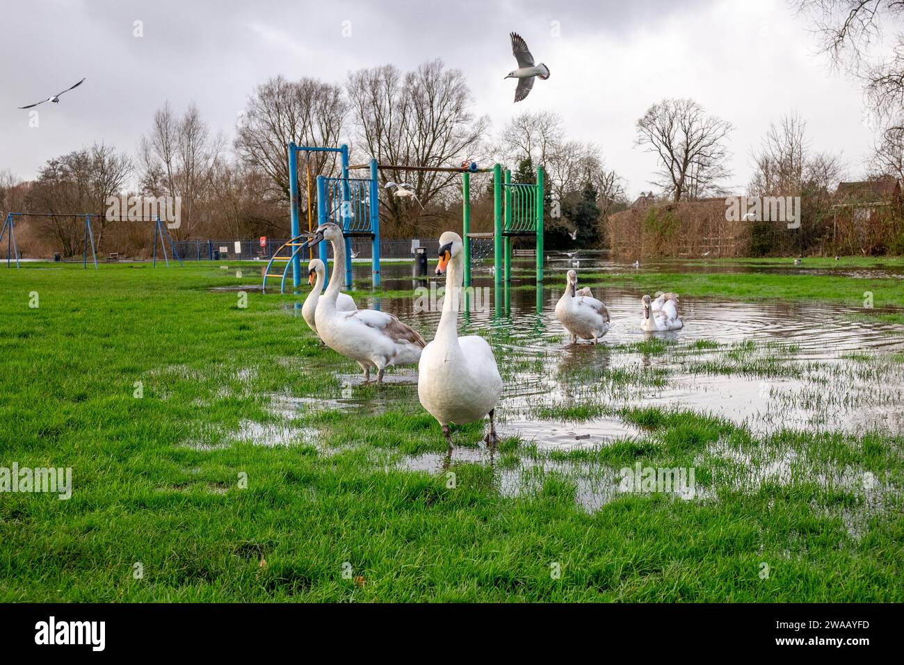 Fordingbridge, Hampshire, UK, 3. Januar 2024: Wetter. Sturm Henk hat den Wasserspiegel des Flusses Avon nach wochenlangen Regenfällen erhöht. Eine ganze Reihe von Schwänen wagen sich in den überfluteten Park am Fluss. Quelle: Paul Biggins/Alamy Live News Stockfoto