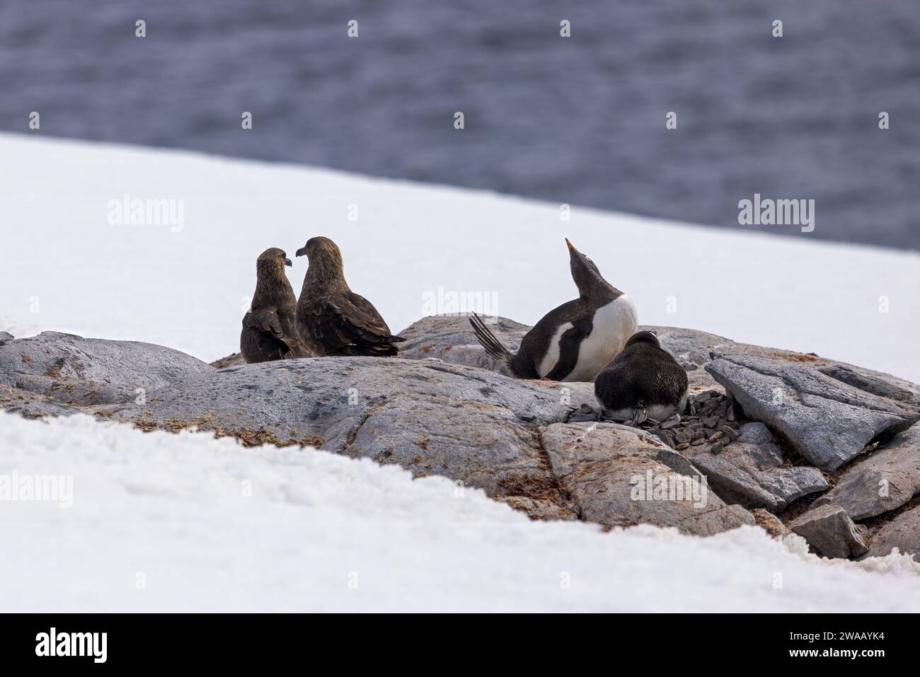 Zwei Gentoo-Pinguine auf Nestern mit zwei Skuas in der Nähe, die auf eine Chance warten, zu stehlen und zu eiern. Stockfoto