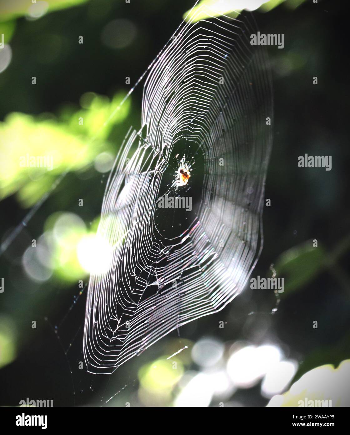 Netz der Spinnenkugel Stockfoto