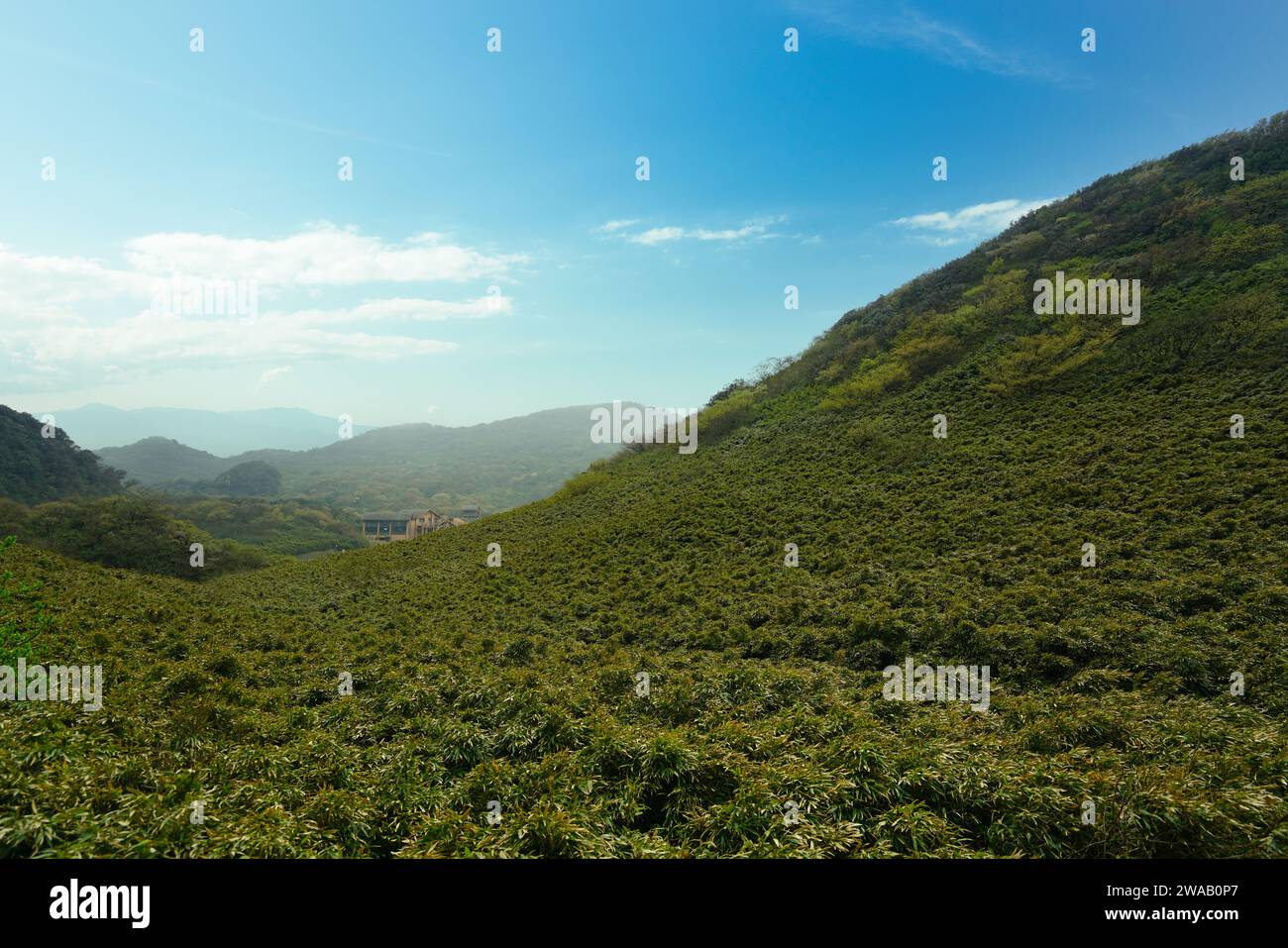 Die Berge sind mit grünen Pflanzen bedeckt, die wie Bambus aussehen. Jinfo Mountain Karsttopographie, Biodiversität und buddhistische Kultur, Chongging. Stockfoto