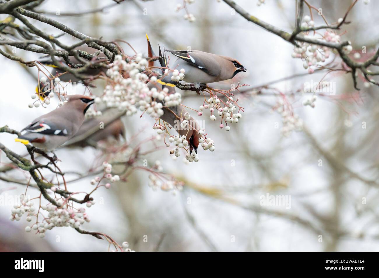 Wachsflügel Bombycilla garrulus, Buff rosa Gefieder markantes Wappen schwarzer Kehle und Maske Kastanienholz unter dem Schwanz Gelb gespitzter Schwanz Rote Wachsspitzen auf den Flügeln Stockfoto