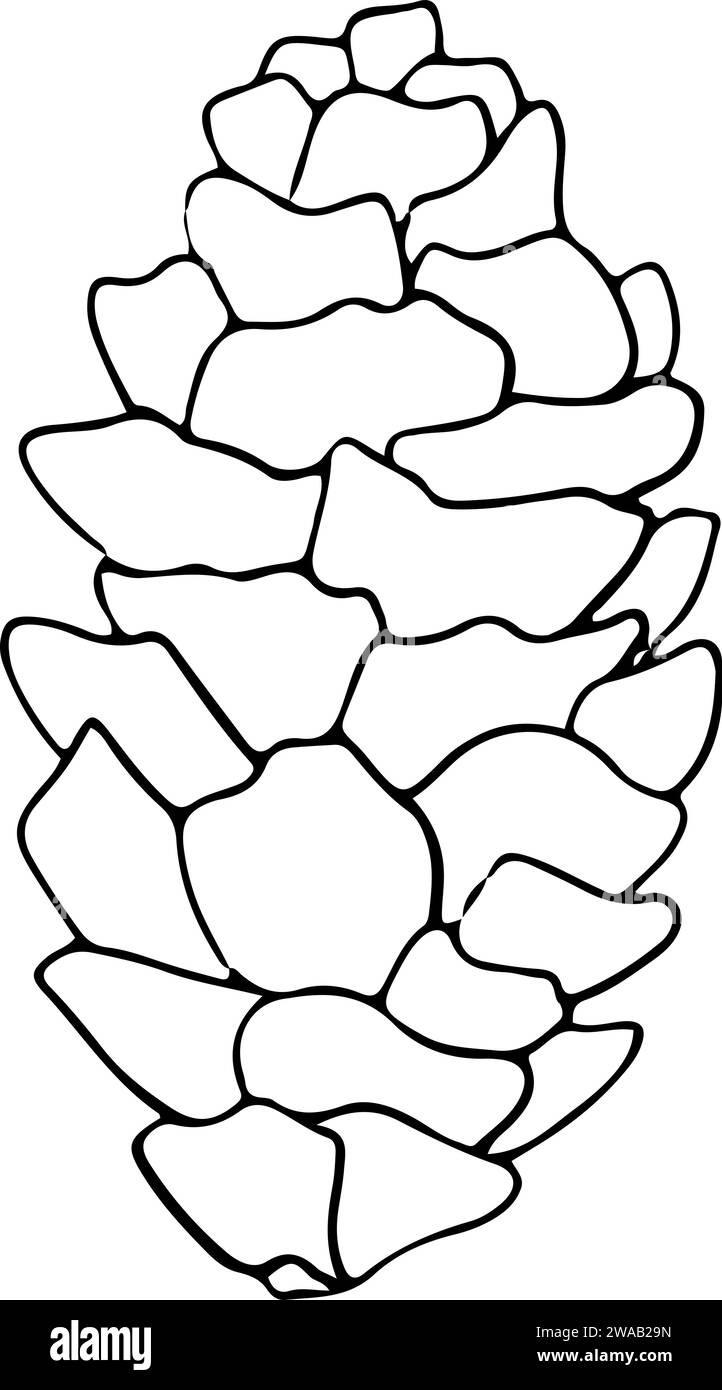 Line Art Tannenzapfen. Tintengrafik-Zweig von Nadelbäumen, immergrün. Handgemalte Umrissbotanische Illustration für Weihnachtsgrüße, Karten Stock Vektor