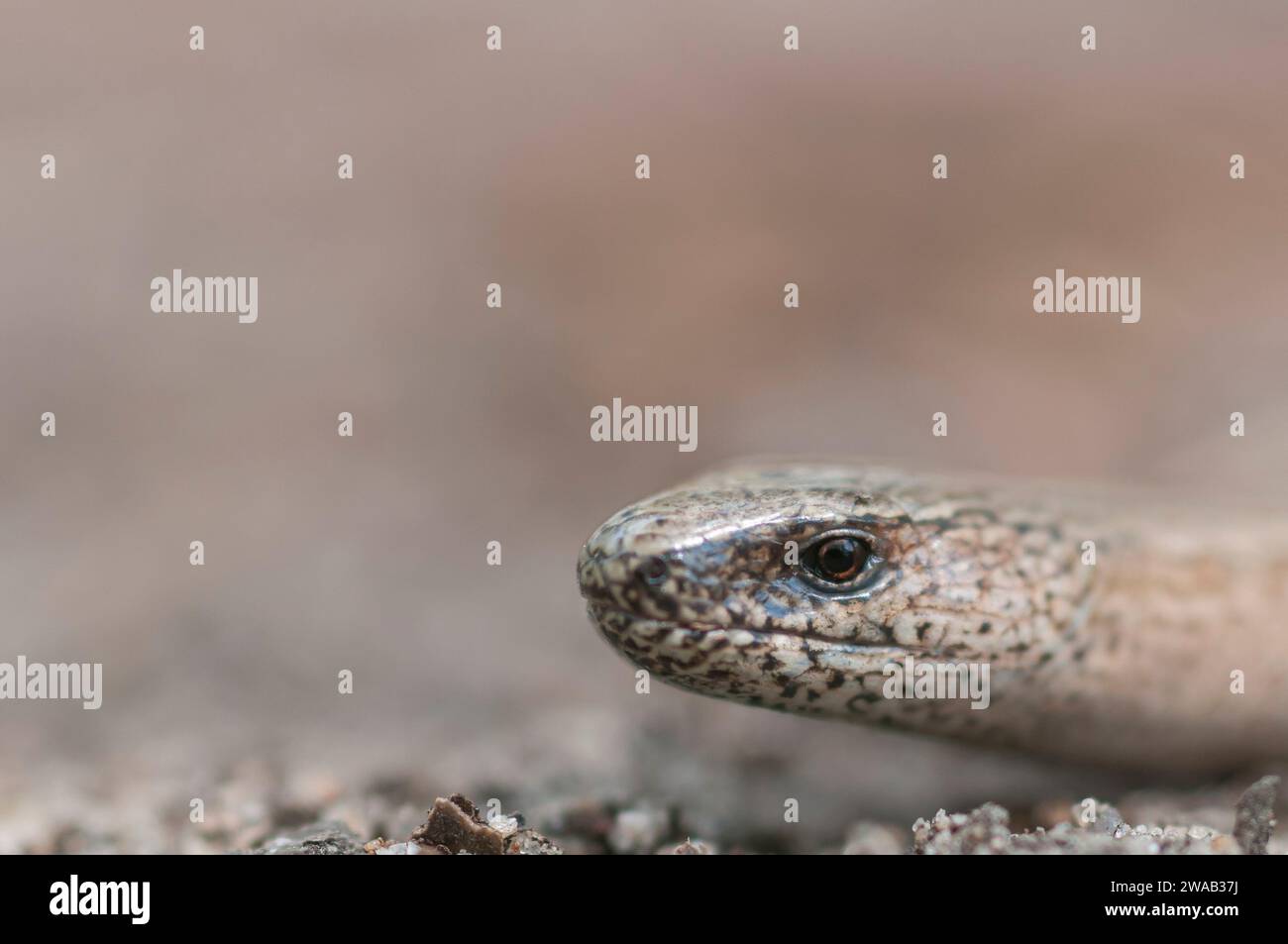 Slow Worm Anguis fragilis, Nahaufnahme des Kopfes, Aufwärmen auf dem Weg in den Wäldern im Minsmere RSPB Reserve Suffolk, Mai Stockfoto