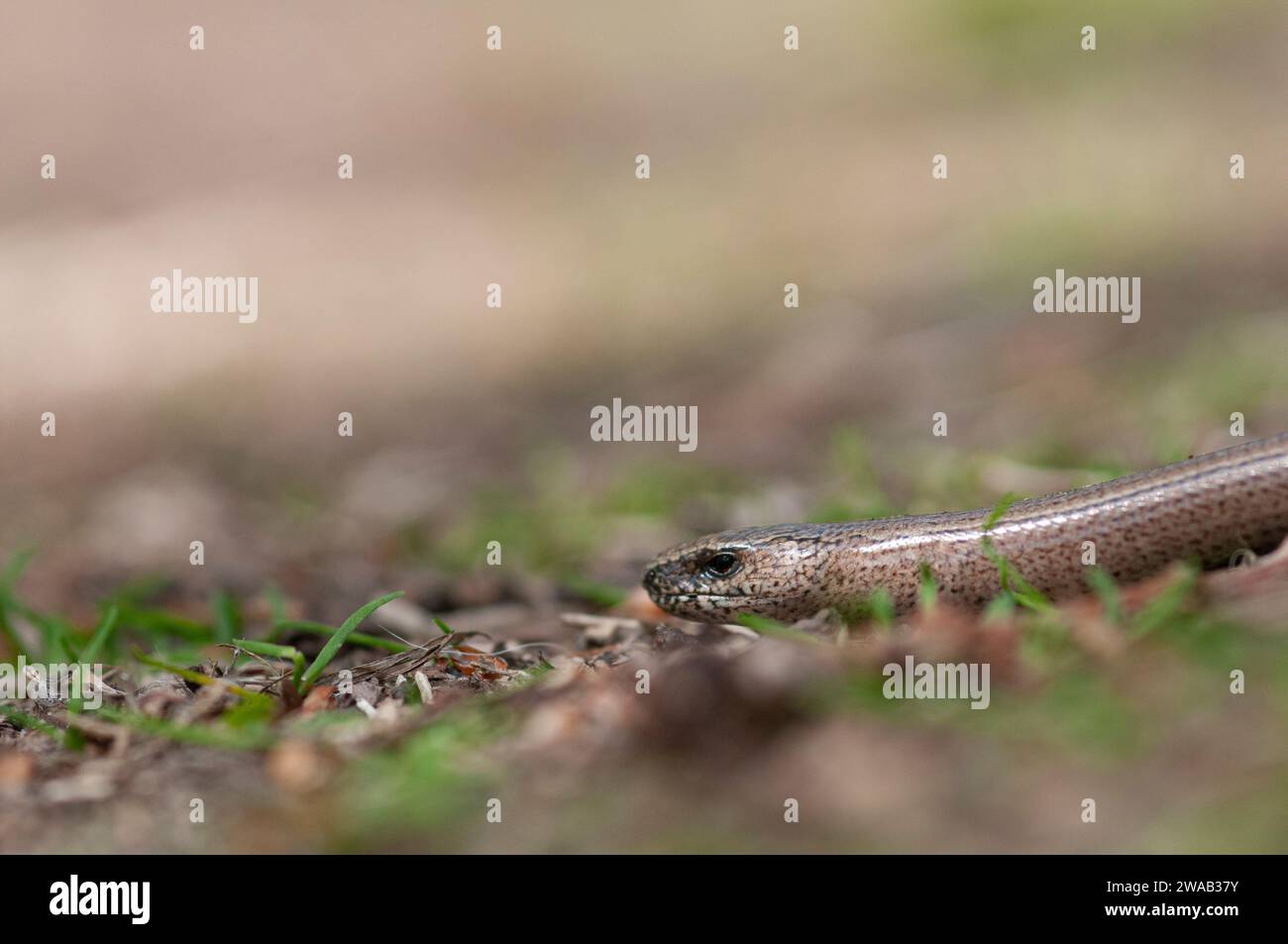 Slow Worm Anguis fragilis, am Pfadrand im Wald im Minsmere RSPB Reserve Suffolk, Mai Stockfoto