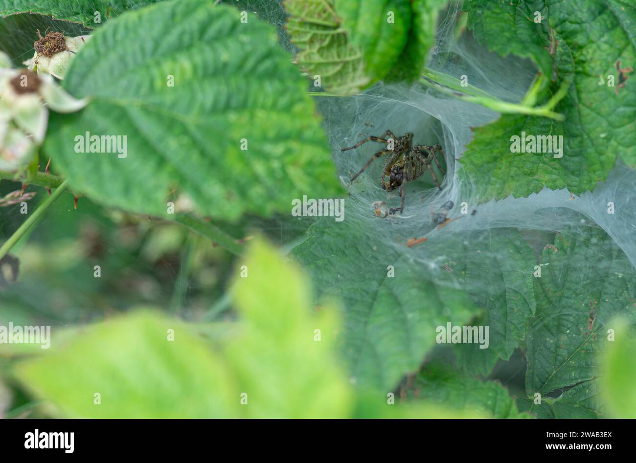 Labrinth Spider Agelena labyrinthica, in seinem Netz fressen einige Beute, Brombeerstrauch, Norfolk, Juli Stockfoto