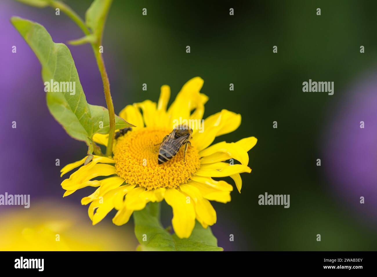 Colletes daviesanus-Biene ernährt sich von der Golden Margurite Daisy Anthemis tinctoria in einer Gartengrenze von North Yorkshire, Juli Stockfoto