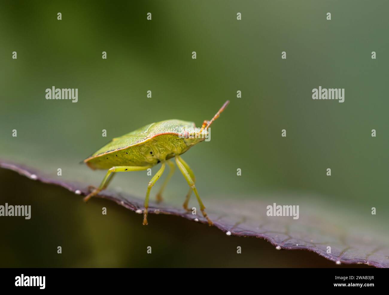 Green Shield Bug Palomena prasina, Spaziergang entlang eines Blattrands in einer Gartengrenze, September Stockfoto