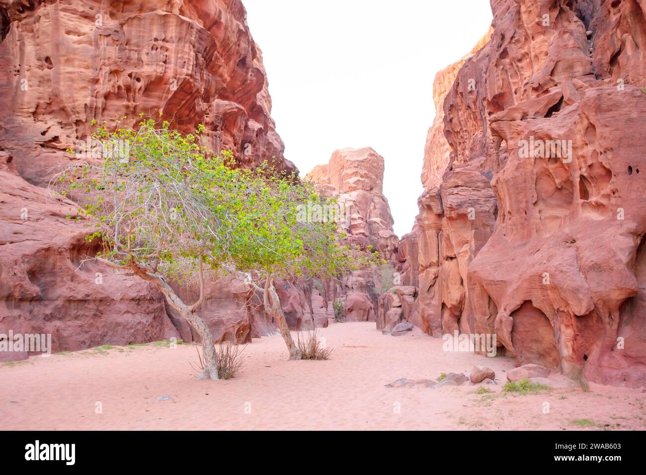 Grüne Bäume inmitten der Wüstenlandschaft von Wadi Rum, Jordanien, Naher Osten. Stockfoto