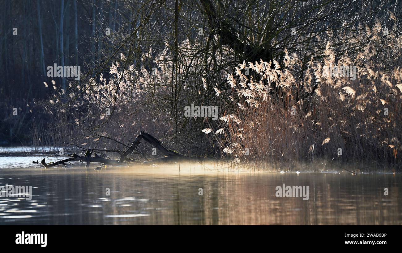 Sonnenlicht leuchtet auf einem Fluss mit Schilf und Nebel an einem Wintermorgen in der Nähe der Donau im Breitbildformat Stockfoto