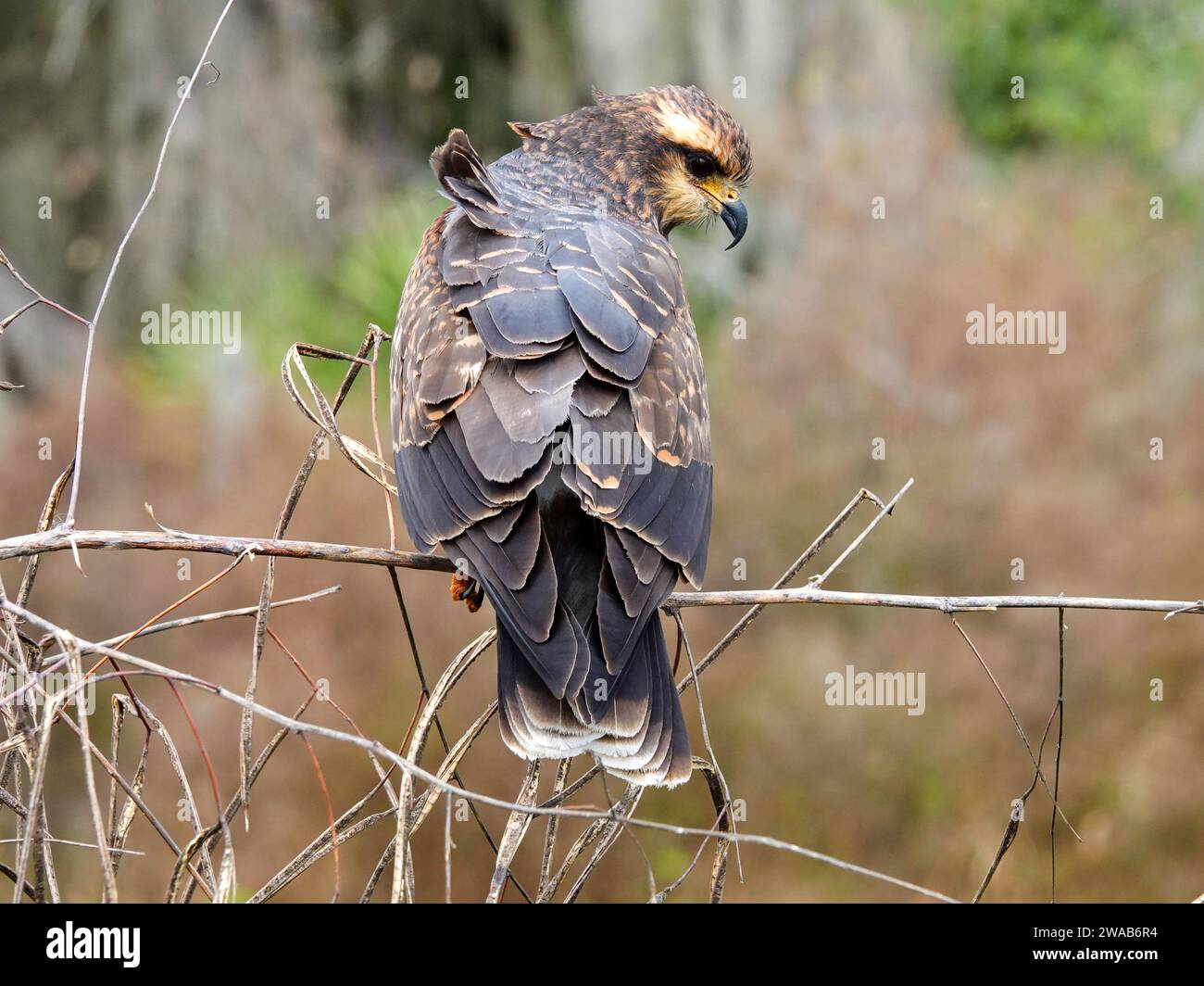 Schneckenkite, Rostrhamus sociabilis, auf einem Ast, Alachua County, Florida, USA Stockfoto
