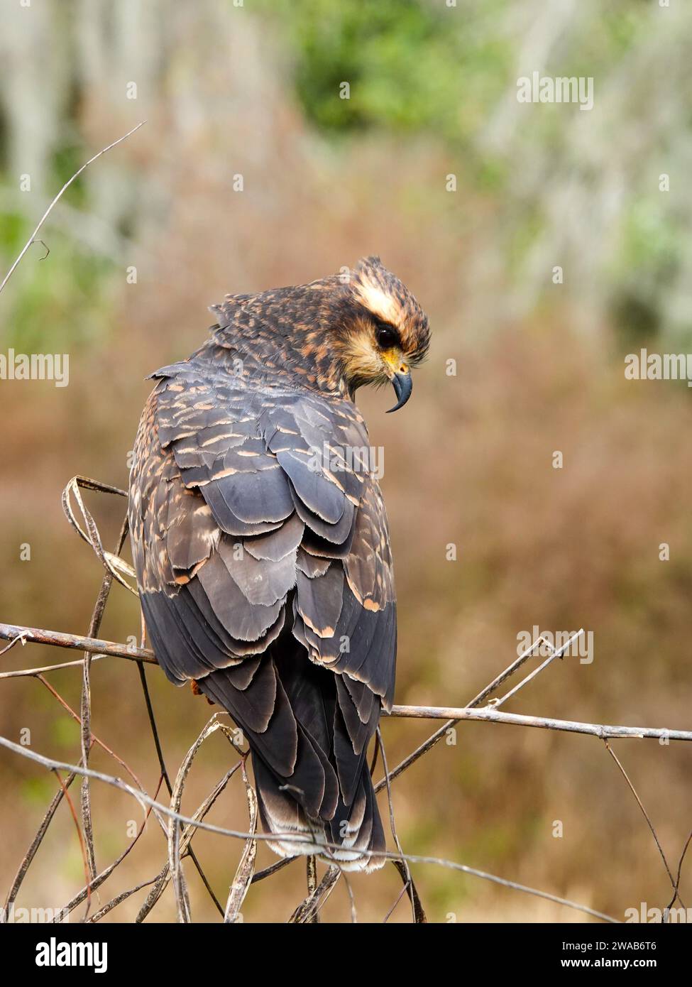Schneckenkite, Rostrhamus sociabilis, auf einem Ast, Alachua County, Florida, USA Stockfoto
