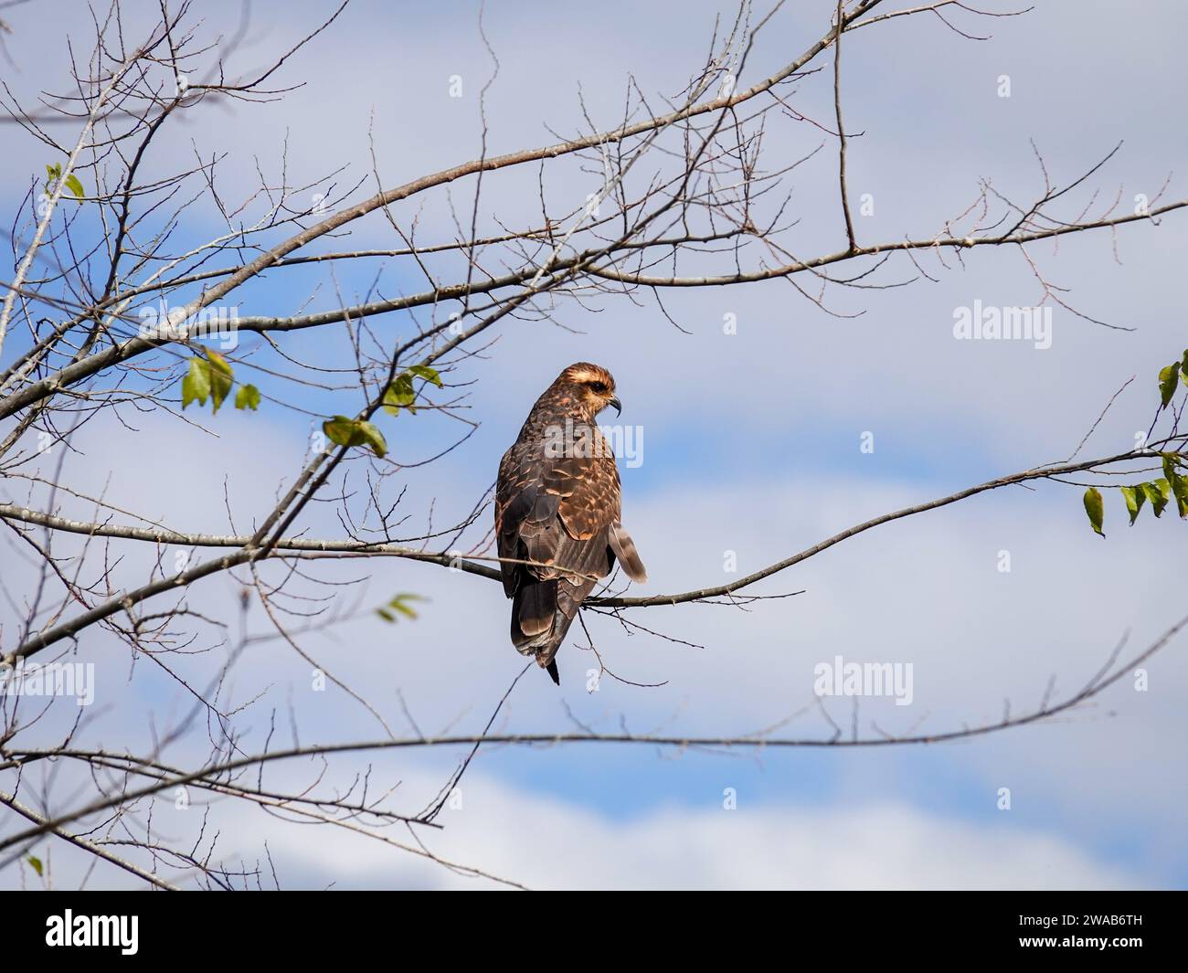 Schneckenkite, Rostrhamus sociabilis, auf einem Ast, Alachua County, Florida, USA Stockfoto