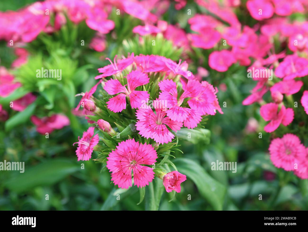Nahaufnahme eines Bündels von wunderschönen rosa Dianthus Blumen, die im Sonnenlicht blühen Stockfoto