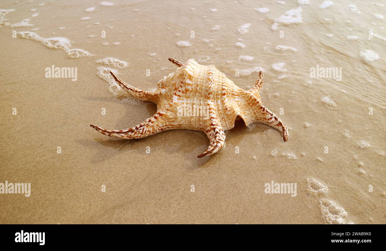 Nahaufnahme einer natürlichen Chiragra Spinnenmuschel, isoliert am Sandstrand mit Bubble of Sea Waves Stockfoto
