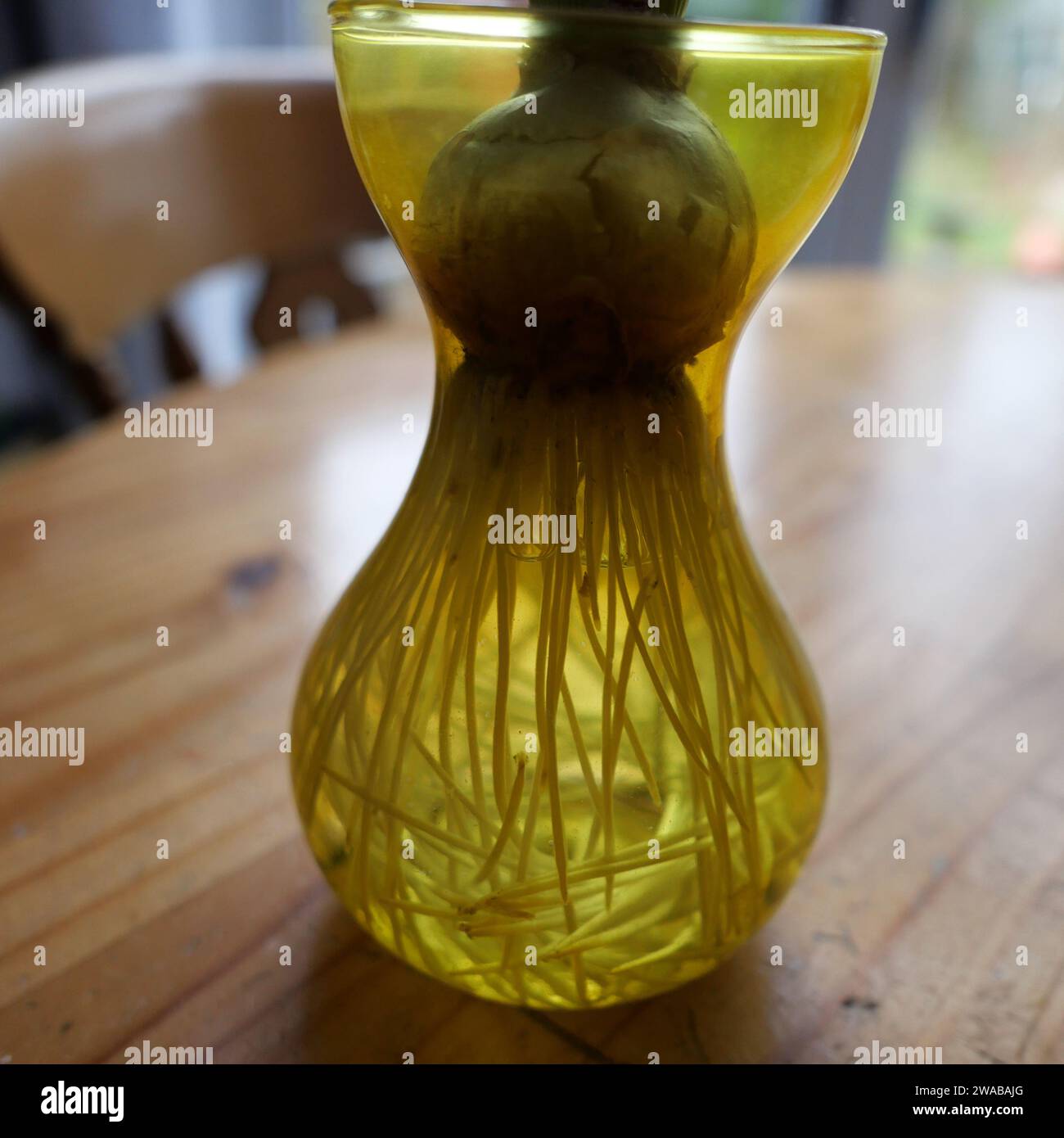 Hyazinthe-Glühlampe verwurzelt, drinnen, in einer gelben, transparenten Vase Stockfoto
