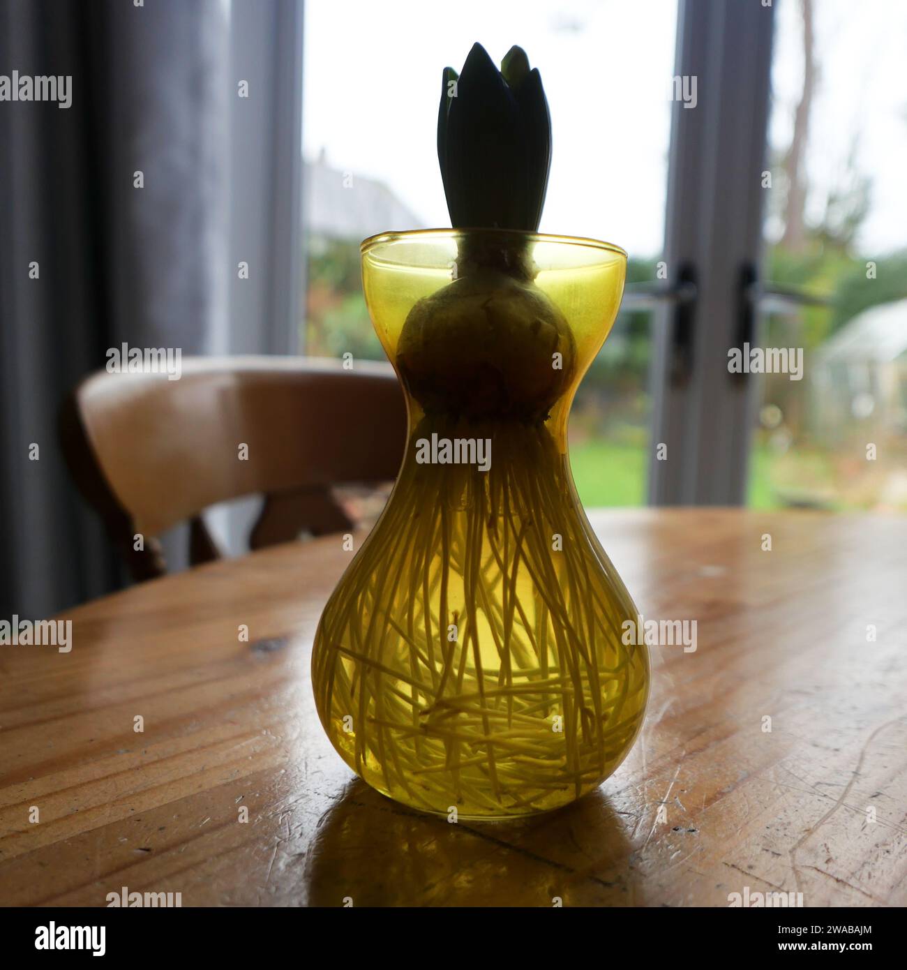 Hyazinthe-Glühlampe verwurzelt, drinnen, in einer gelben, transparenten Vase Stockfoto