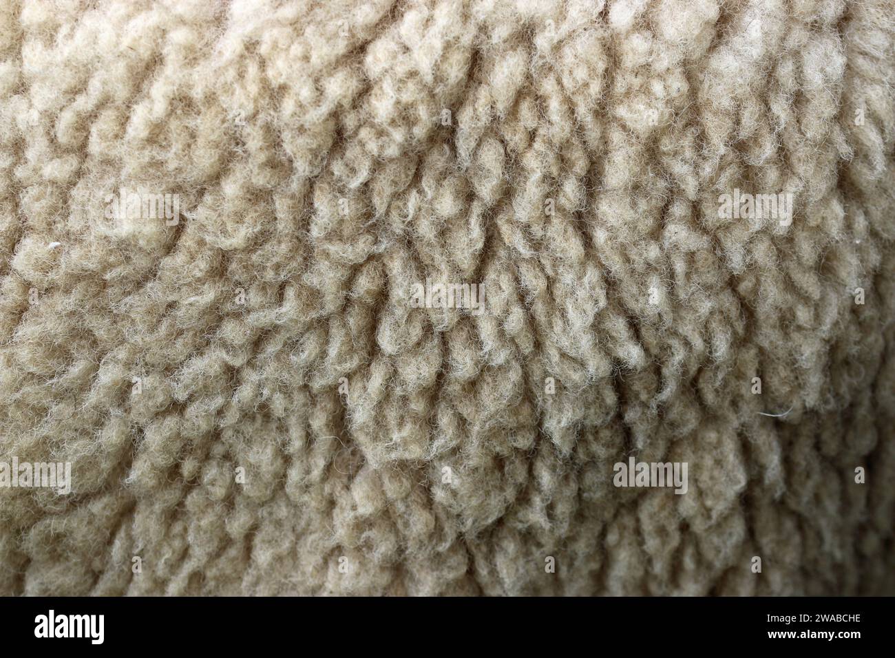 Weißes Schafwolle-Vlies in Nahaufnahme ohne Hintergrund und an den Rändern verschwimmen. Stockfoto