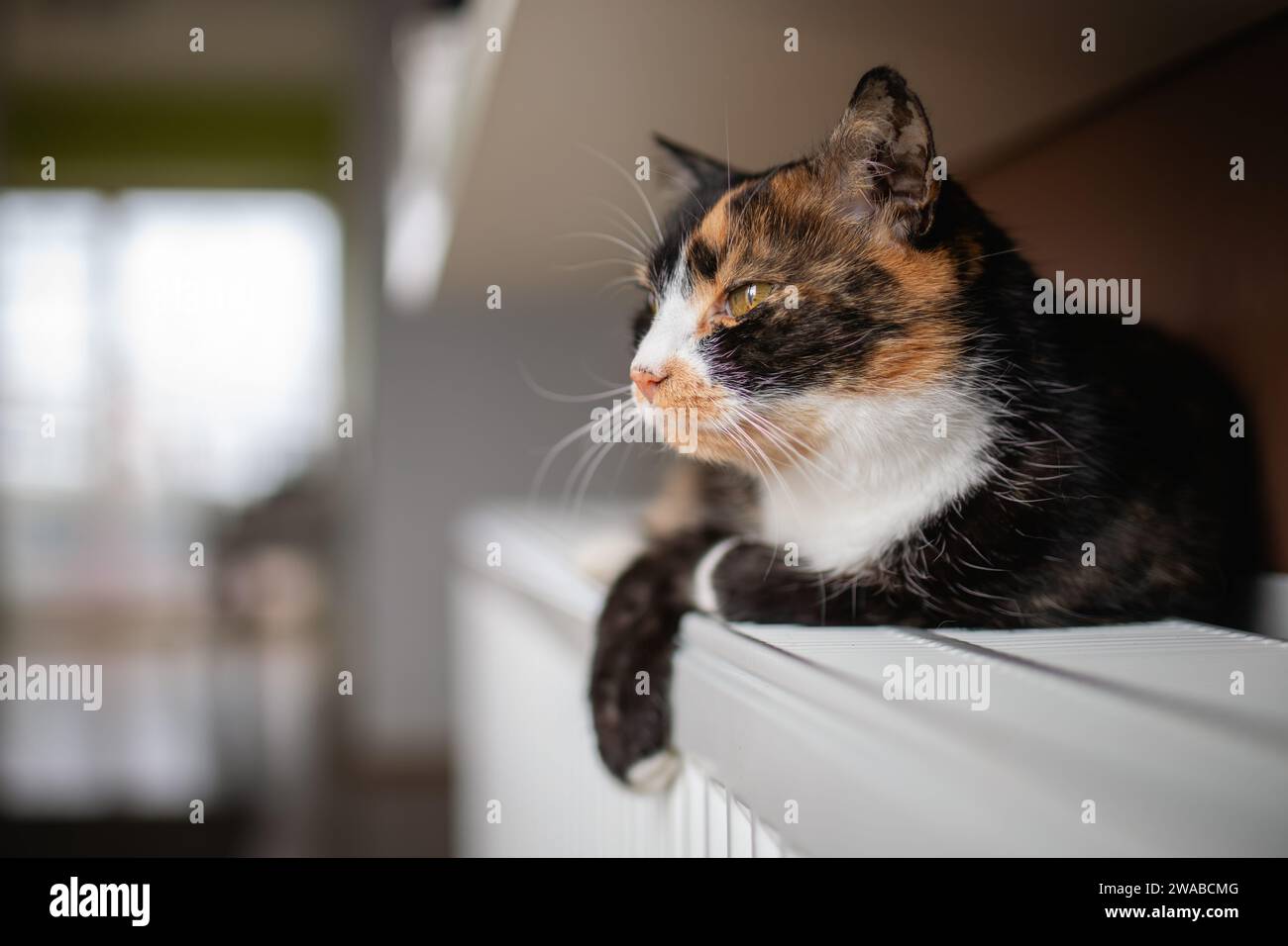 Haustier. Porträt einer süßen Tabby-Katze, die zu Hause auf der Heizung liegt. Stockfoto