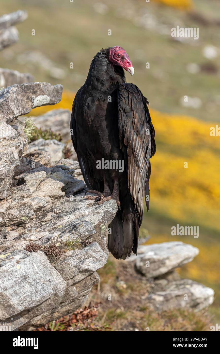 Truthahngeier, Cathartes Aura, erwachsener Vogel auf einem Felsvorsprung an der Küste. Carcass Island, Falklandinseln November Stockfoto
