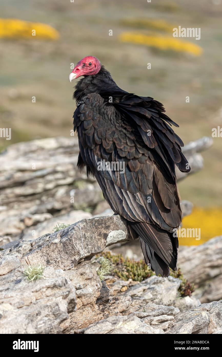 Truthahngeier, Cathartes Aura, erwachsener Vogel auf einem Felsvorsprung an der Küste. Carcass Island, Falklandinseln November Stockfoto