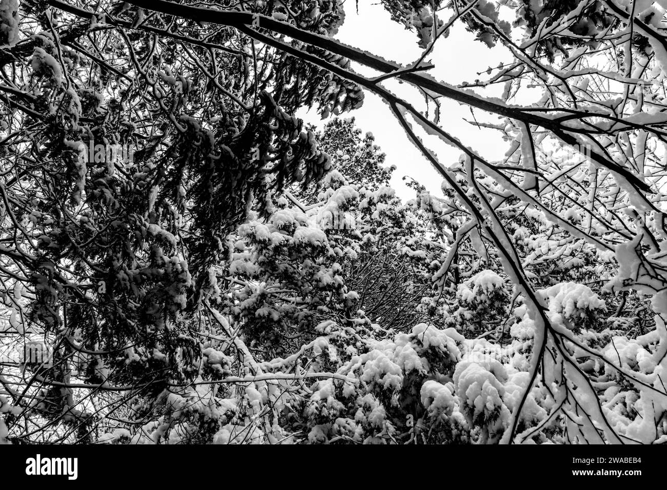 Ein Blick durch verschneite Äste zum Himmel Stockfoto