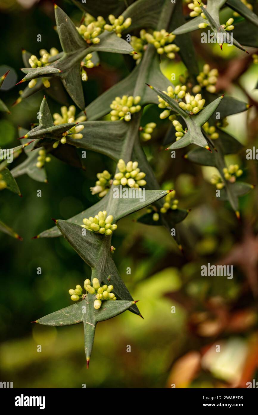 Colletia Paradoxa. Natürliches Nahaufnahme hochauflösendes Zierstrauchporträt Stockfoto