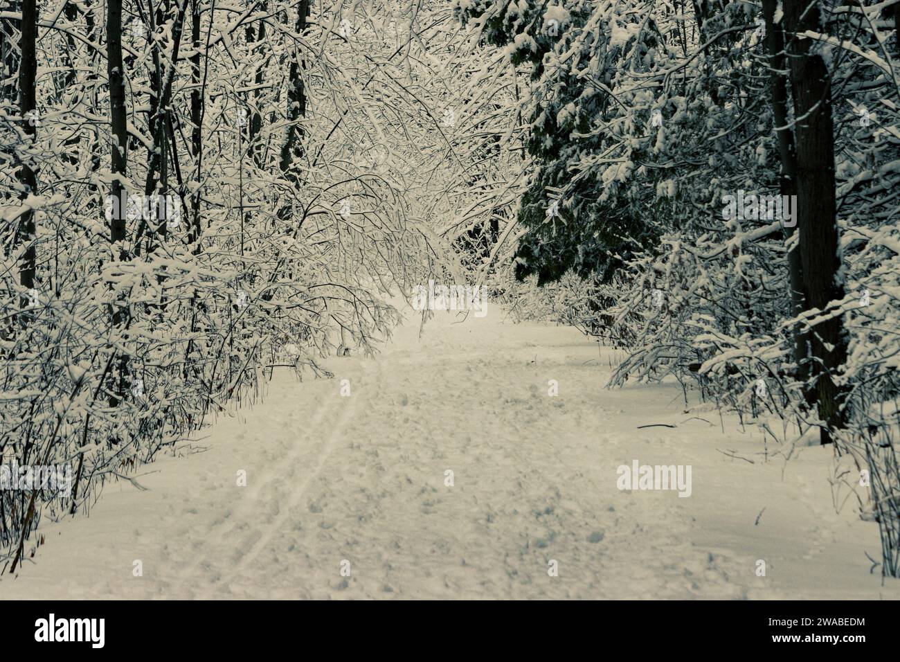 Ein Winterpfad, auf dem der Wanderer auf jedem Ast von Schnee umgeben ist Stockfoto