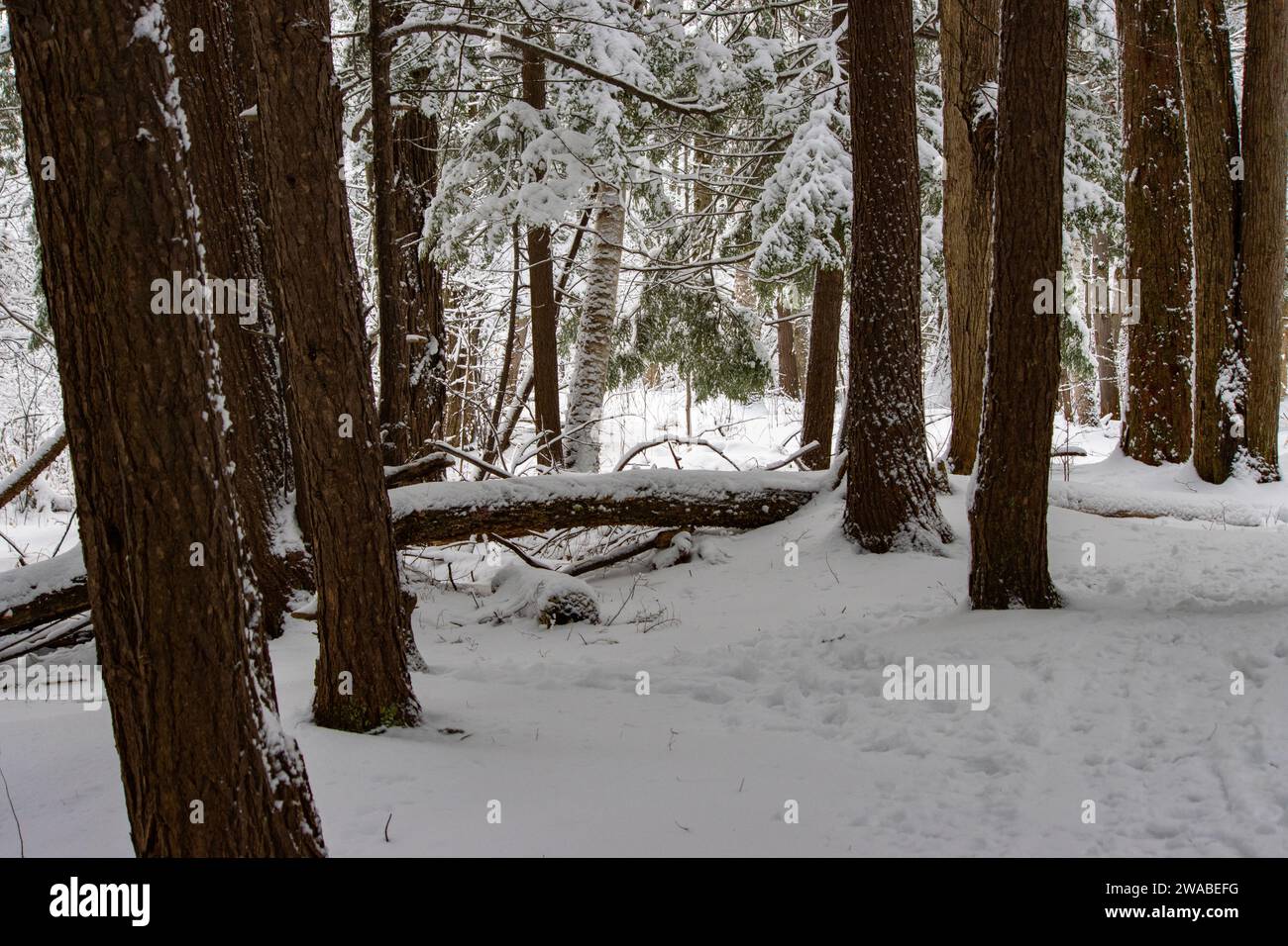 Baumstämme und umgefallene Baumstämme in einer verschneiten Landschaft Stockfoto