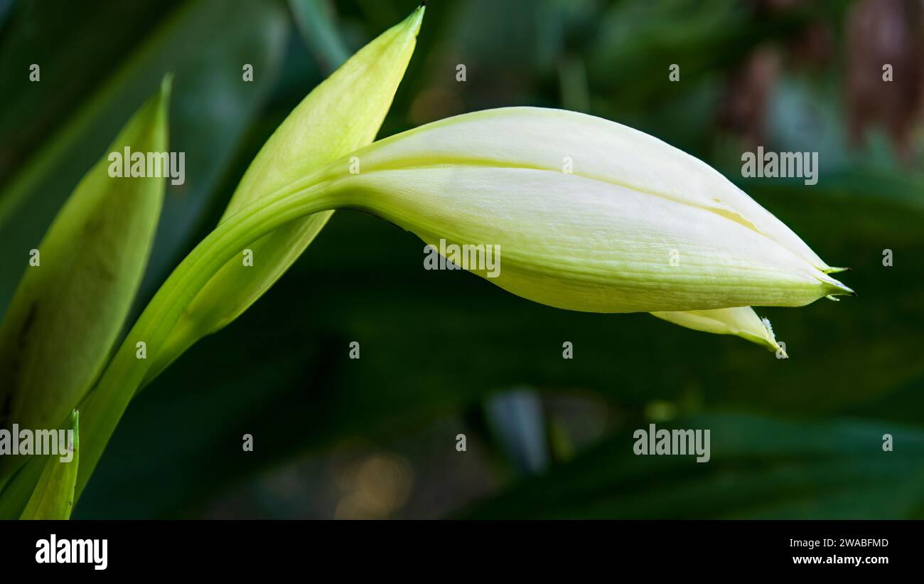 Wunderschöne und frische weiße Lilly-Knospe in einem lokalen Garten von Munnar, der berühmten Bergstation von Kerala. Stockfoto