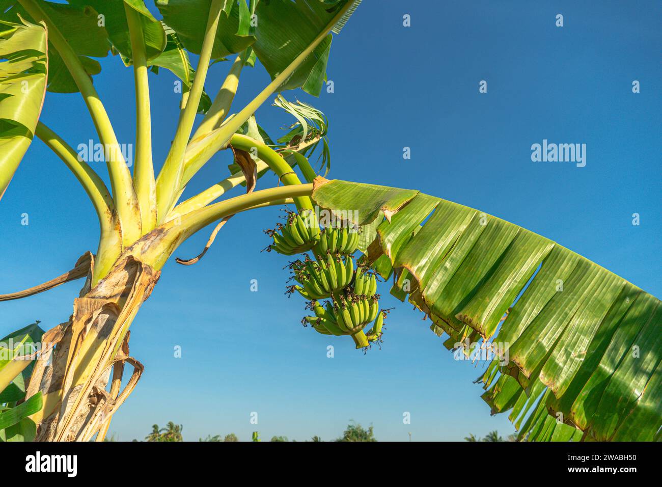 Bananenstücke mit Blume, die am Baum vor blauem Himmel hängt. Bananenblüte, Gemüseblume Banane lila Farbe blühender Rip für Lebensmittel Stockfoto