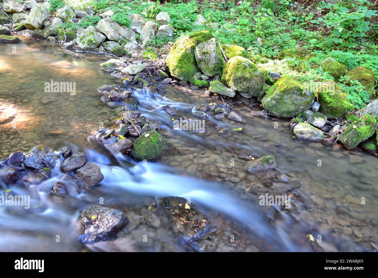 Natürliche Landschaft eines fließenden Baches im Wald Stockfoto