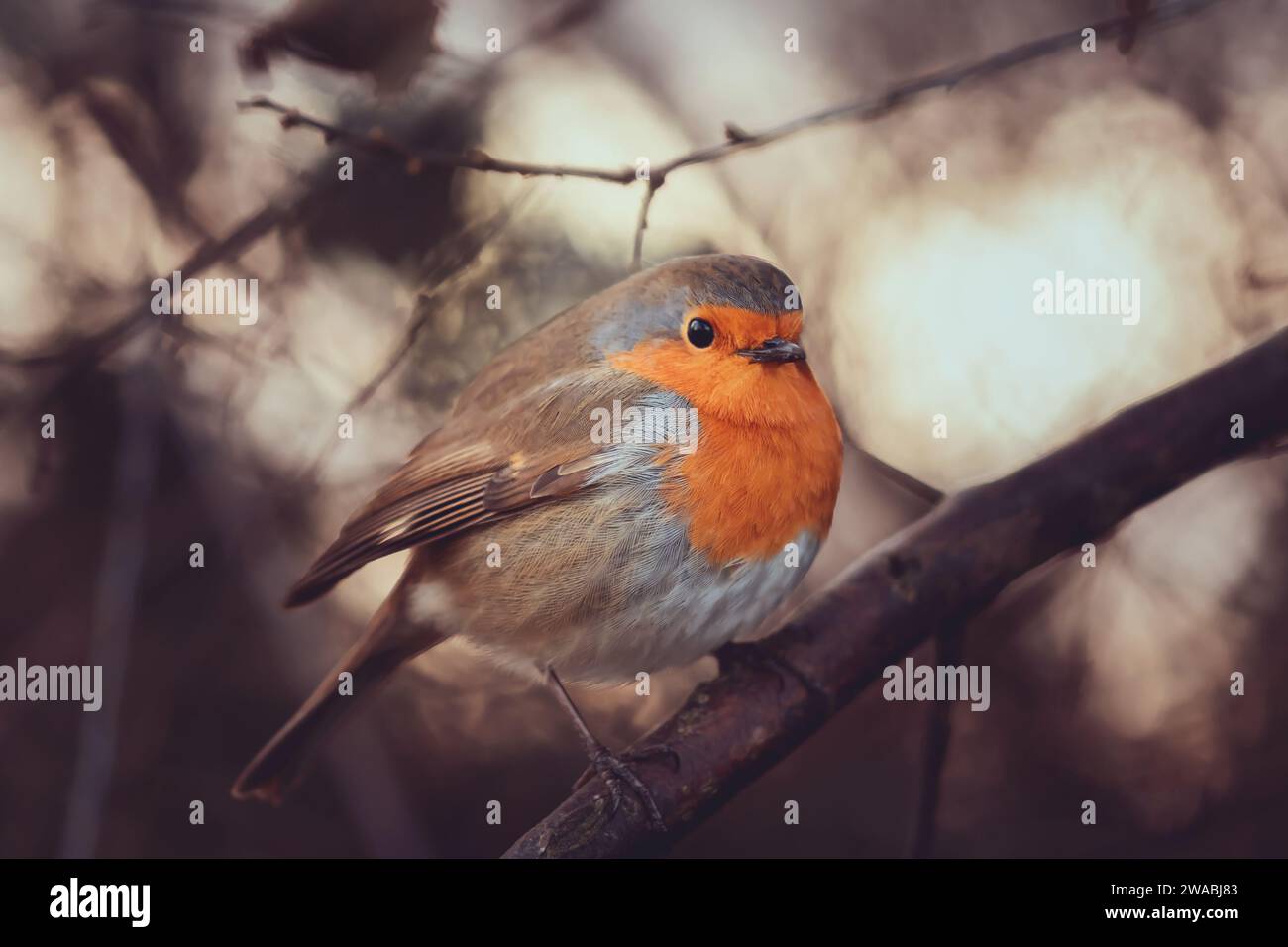 Nahaufnahme eines Robin-Vogels, der an einem Wintertag im Townhill-Loch in schottland mit Anmut posiert Stockfoto