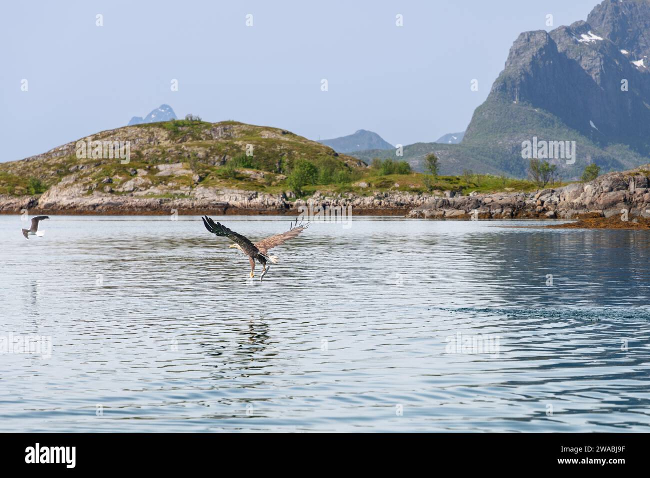 Am klaren Himmel der norwegischen Lofoten jagt ein Seeadler und fängt einen Fisch, während sich die unberührte nordische Landschaft dahinter entfaltet. Norwegen Stockfoto