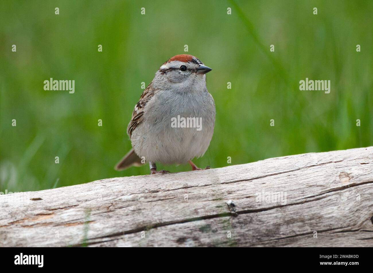 Spatzenspatzen, der auf einem Ast sitzt Stockfoto