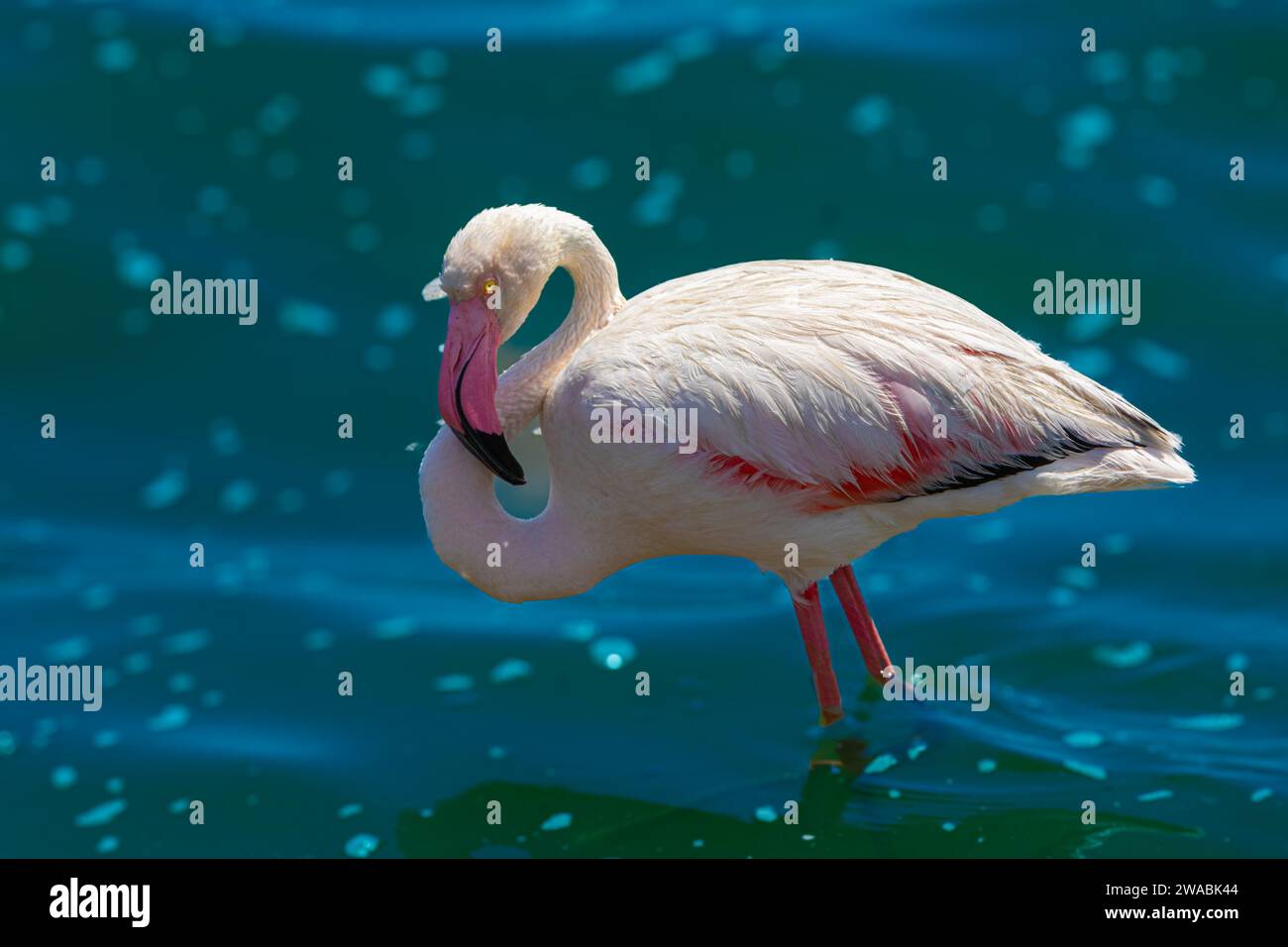 Ein Flamingo schmückt die Lagune in Walvis Bay, Namibia. Stockfoto