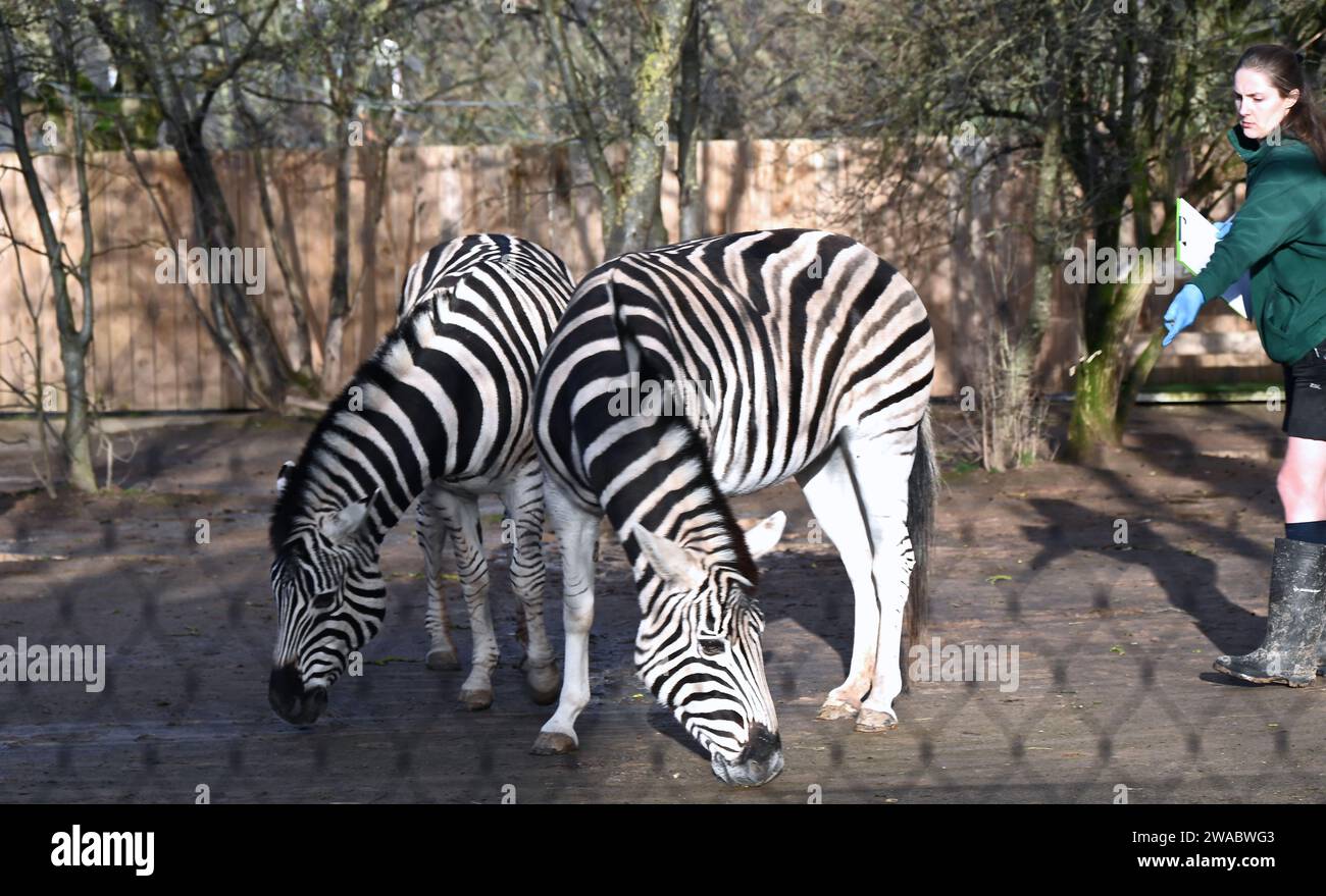 Der Londoner Zoo hat seine jährliche Bestandsaufnahme abgehalten, eine ...