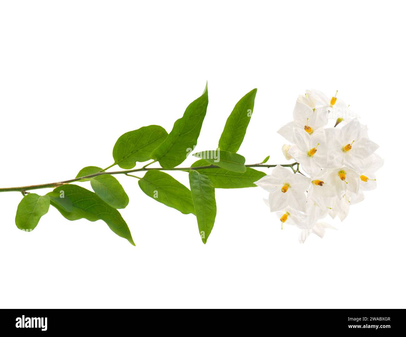 Kartoffelrebe isoliert auf weißem Hintergrund, Solanum laxum Stockfoto