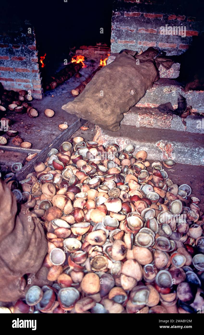 Kopra von der Kokospalme (Cocos nucifera) Sri Lanka Beutel und ein Haufen getrockneter Kopra Stockfoto