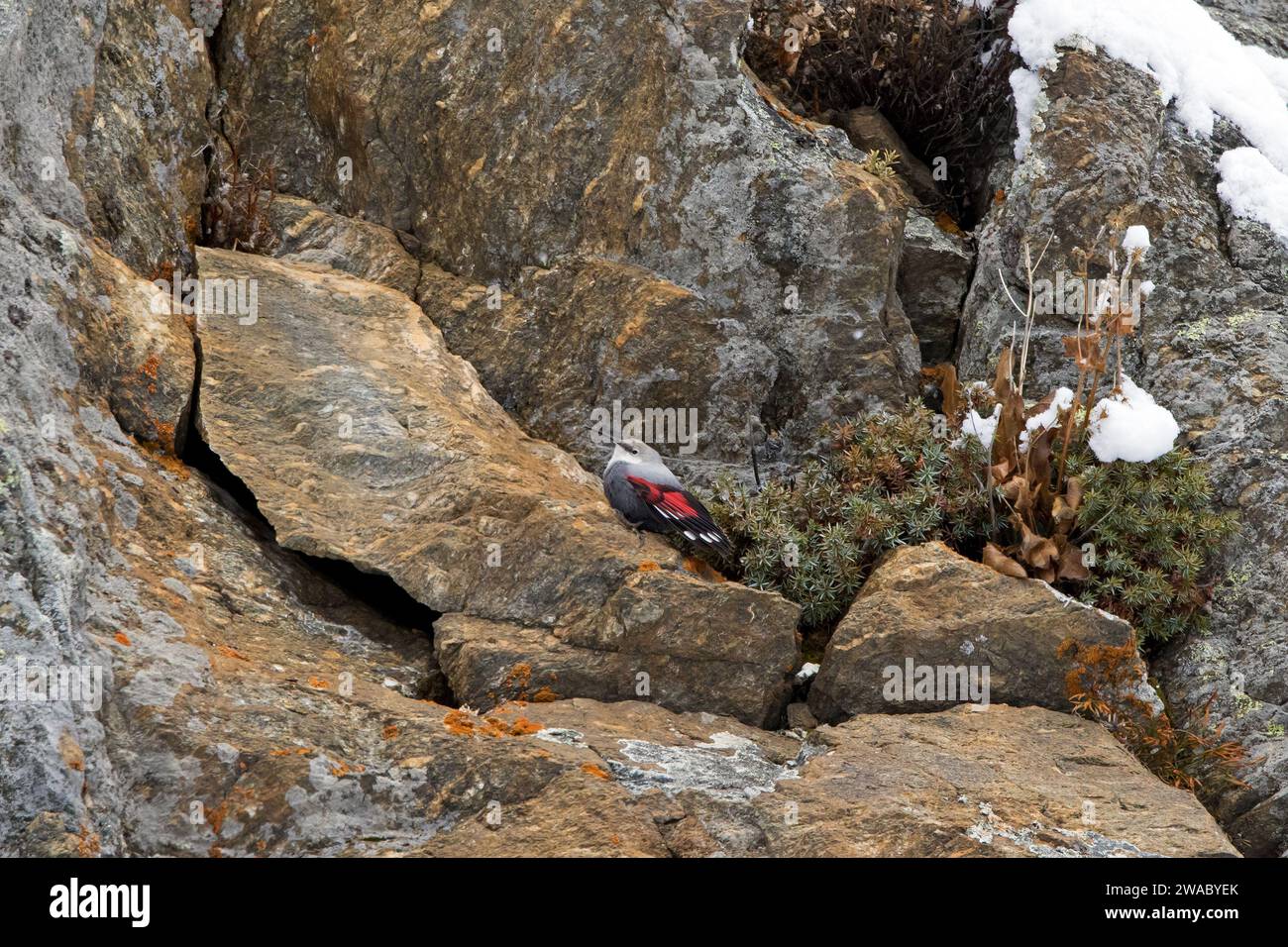 Europäische Wallkrempferin (Tichodroma muraria) weiblich im nicht-Brutgefieder auf der Suche nach Insekten an Bergfelswänden in den Alpen im Herbst, Italien Stockfoto