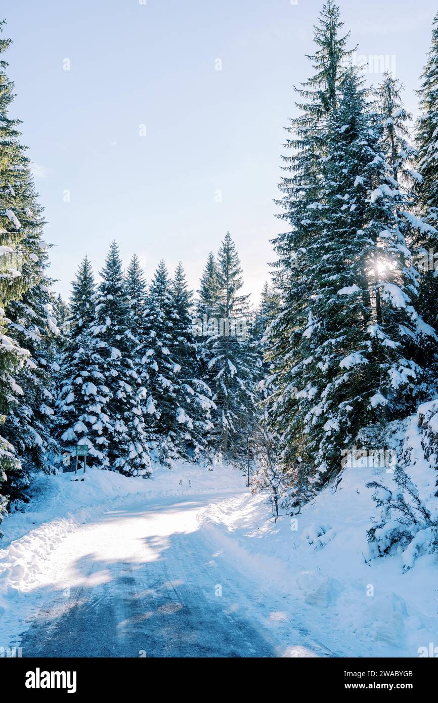 Die Sonne scheint durch die Bäume an der Abbiegung einer schneebedeckten Straße in einem Kiefernwald Stockfoto