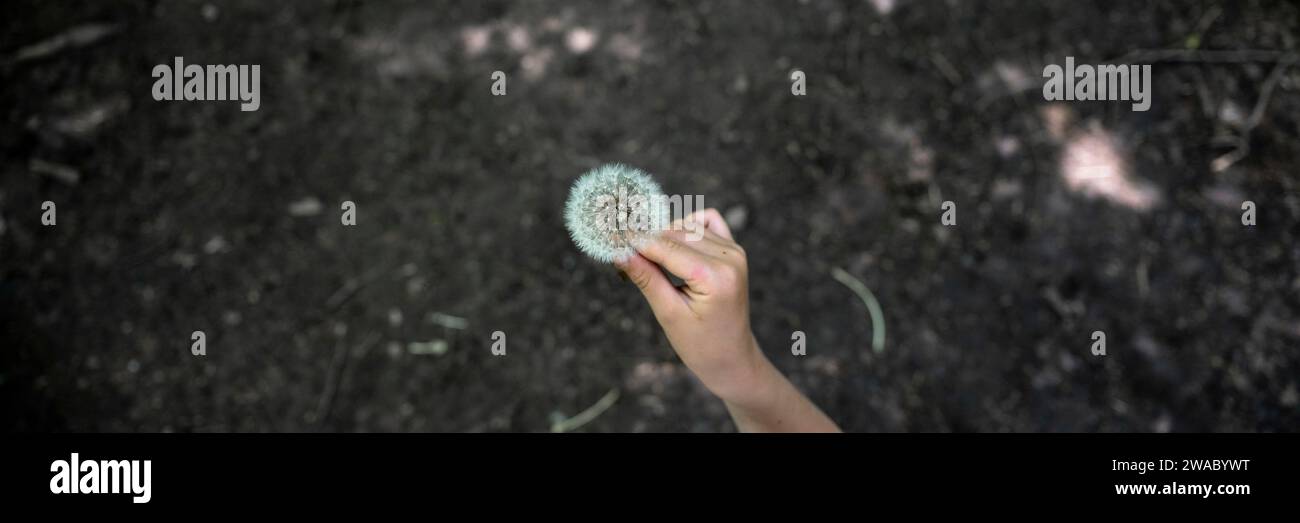 Blick von oben auf eine Hand, die zarte Löwenzahnblume über einem fruchtbaren Boden hält. Weitsicht-Bild. Stockfoto