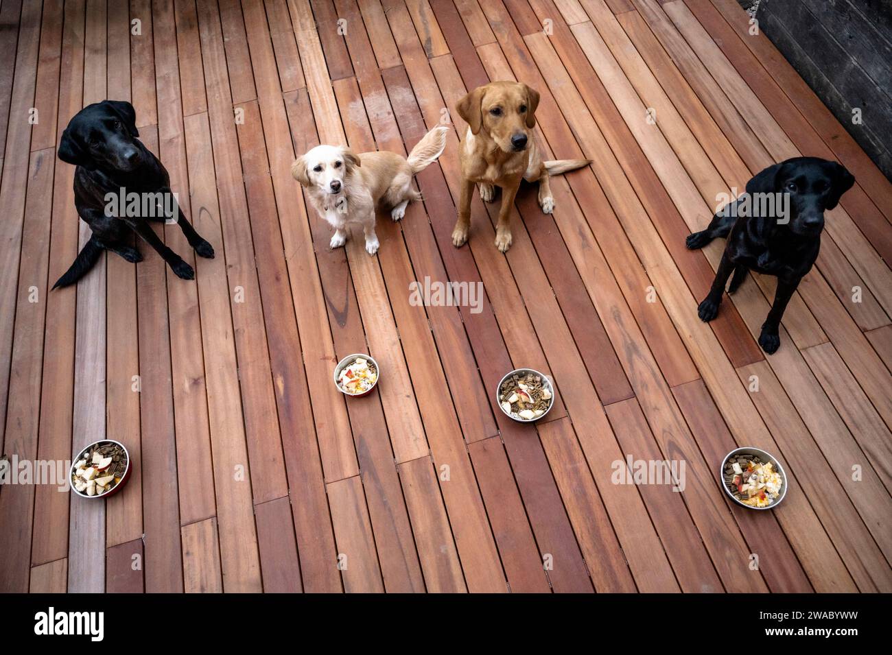 Vier hübsch gehorsame Hunde, labrador Retriever und ein Hündchen, die geduldig auf ihre Mahlzeiten warteten, mit vollen Futterschalen vor ihnen. Stockfoto